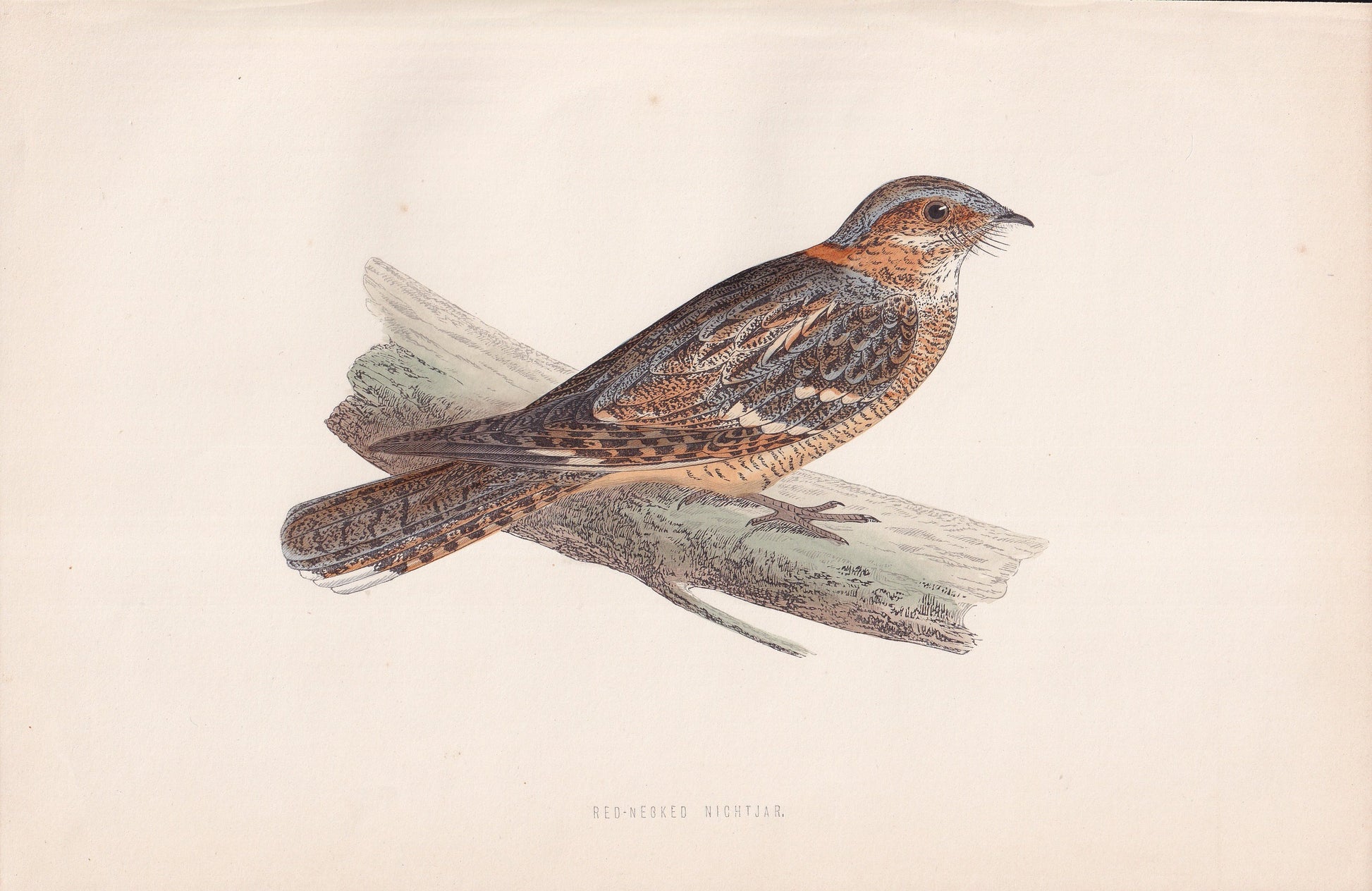 Red-necked Nightjar - original 1870 hand coloured antique bird print by Alexander Francis Lydon, engraved by Benjamin Fawcett