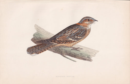 Red-necked Nightjar - original 1870 hand coloured antique bird print by Alexander Francis Lydon, engraved by Benjamin Fawcett