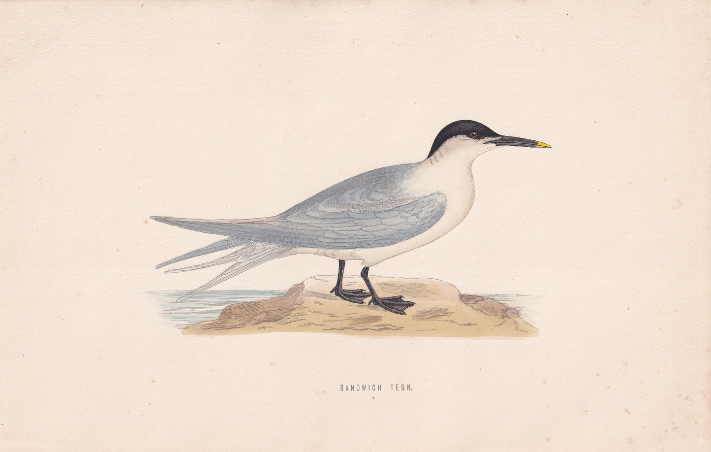 Sandwich Tern - original 1870 hand coloured antique bird print by Alexander Francis Lydon, engraved by Benjamin Fawcett