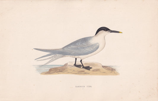 Sandwich Tern - original 1870 hand coloured antique bird print by Alexander Francis Lydon, engraved by Benjamin Fawcett