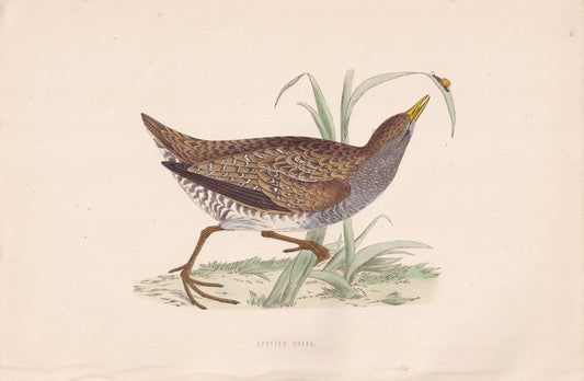 Spotted Crake - original 1870 hand coloured antique bird print by Alexander Francis Lydon, engraved by Benjamin Fawcett