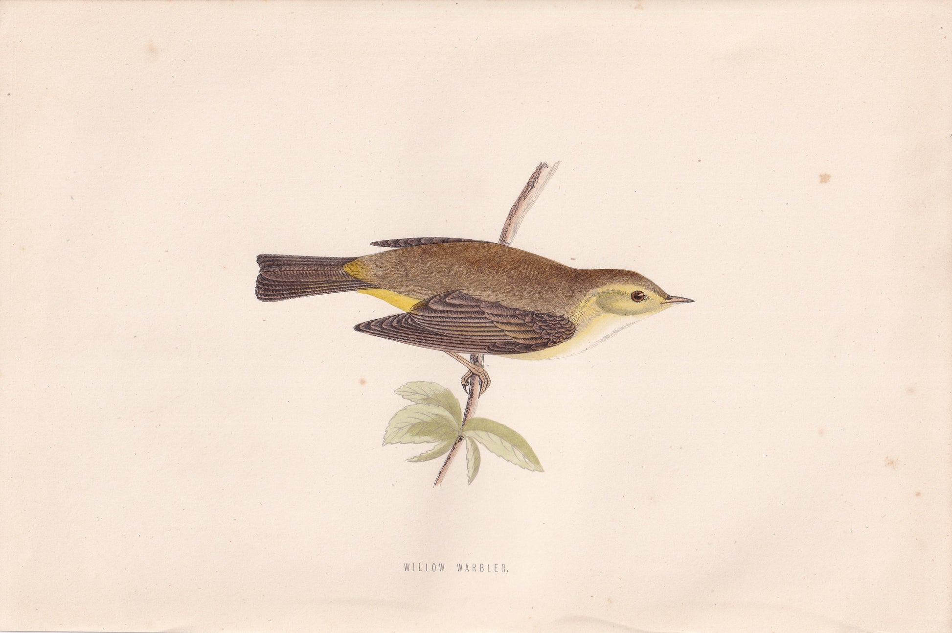 Willow Warbler - original 1870 hand coloured antique bird print by Alexander Francis Lydon, engraved by Benjamin Fawcett