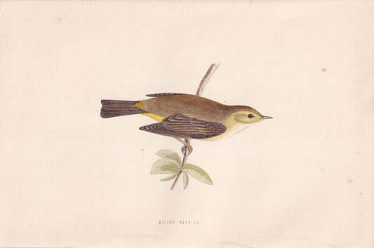 Willow Warbler - original 1870 hand coloured antique bird print by Alexander Francis Lydon, engraved by Benjamin Fawcett