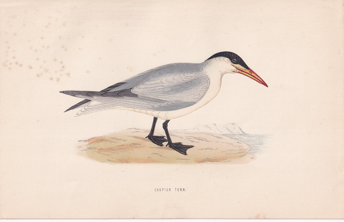 Caspian Tern - original 1870 hand coloured antique bird print by Alexander Francis Lydon, engraved by Benjamin Fawcett