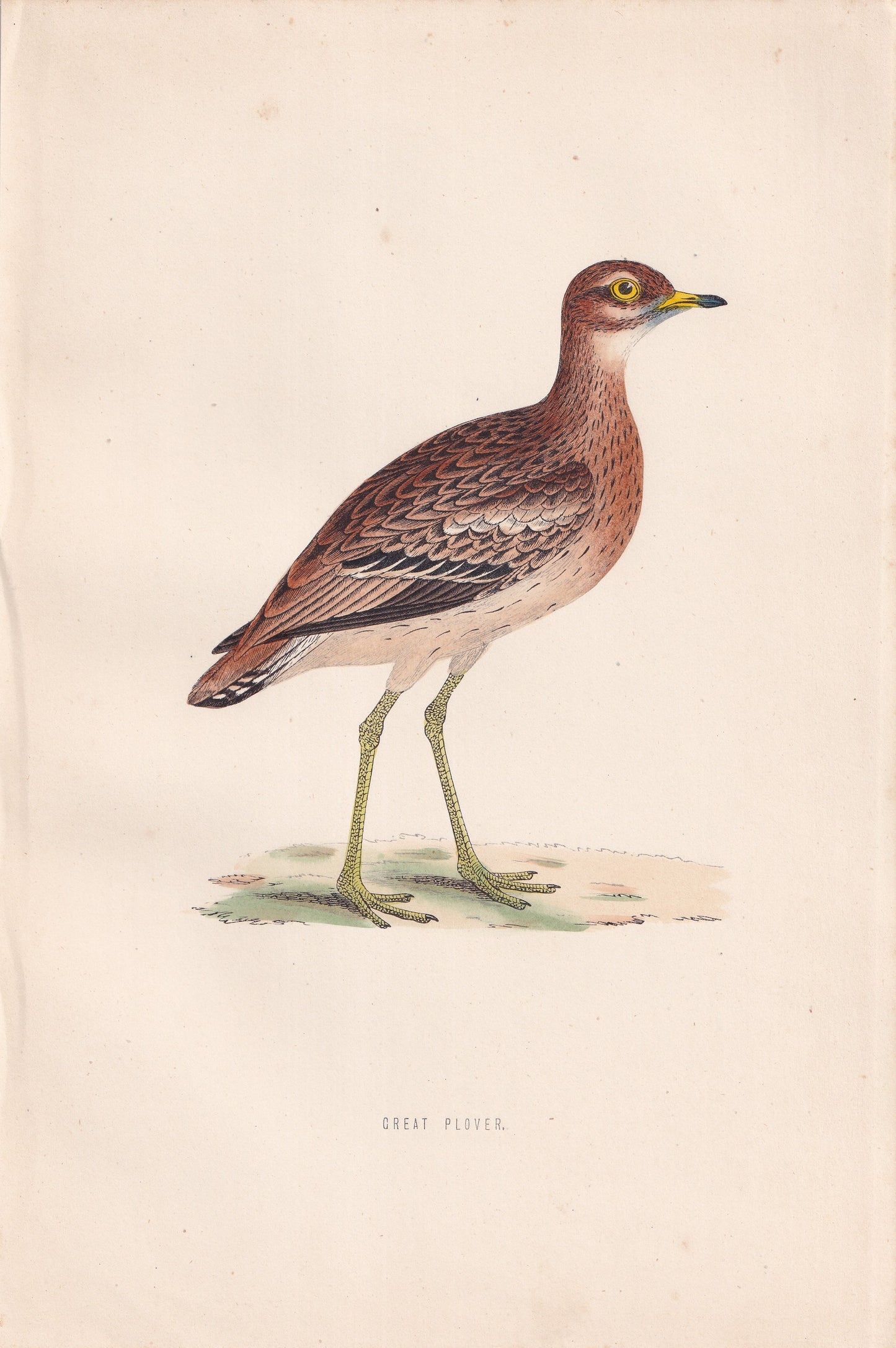 Great Plover - original 1870 hand coloured antique bird print by Alexander Francis Lydon, engraved by Benjamin Fawcett