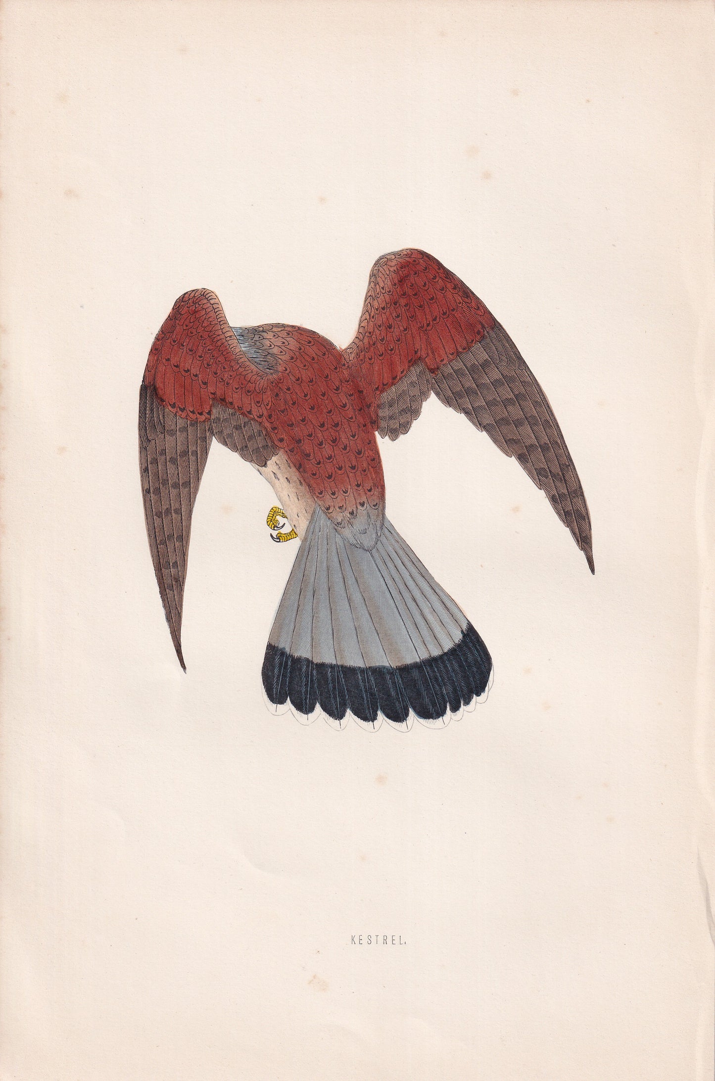 Kestrel - original 1870 hand coloured antique bird print by Alexander Francis Lydon, engraved by Benjamin Fawcett