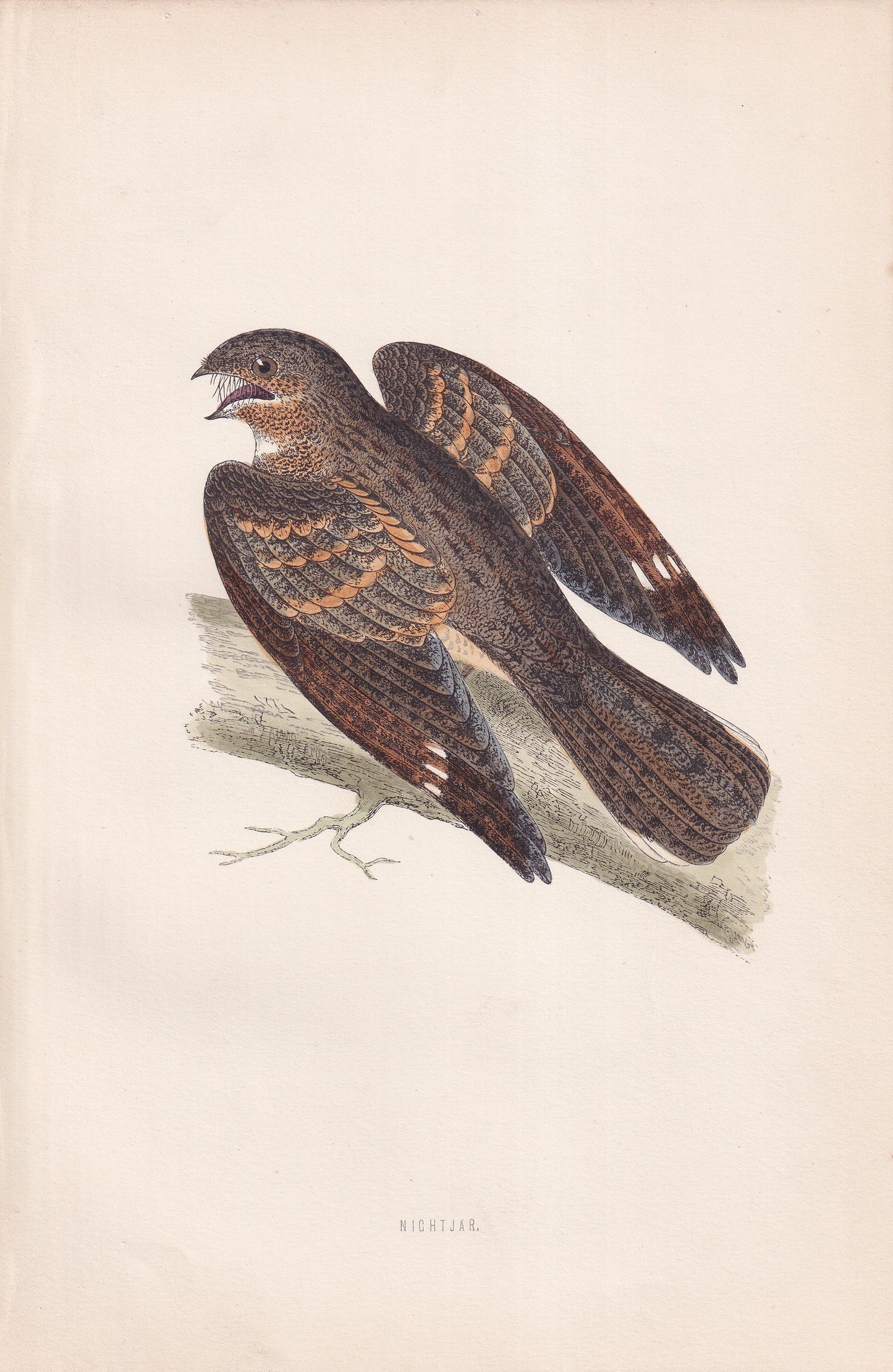 Nightjar - original 1870 hand coloured antique bird print by Alexander Francis Lydon, engraved by Benjamin Fawcett