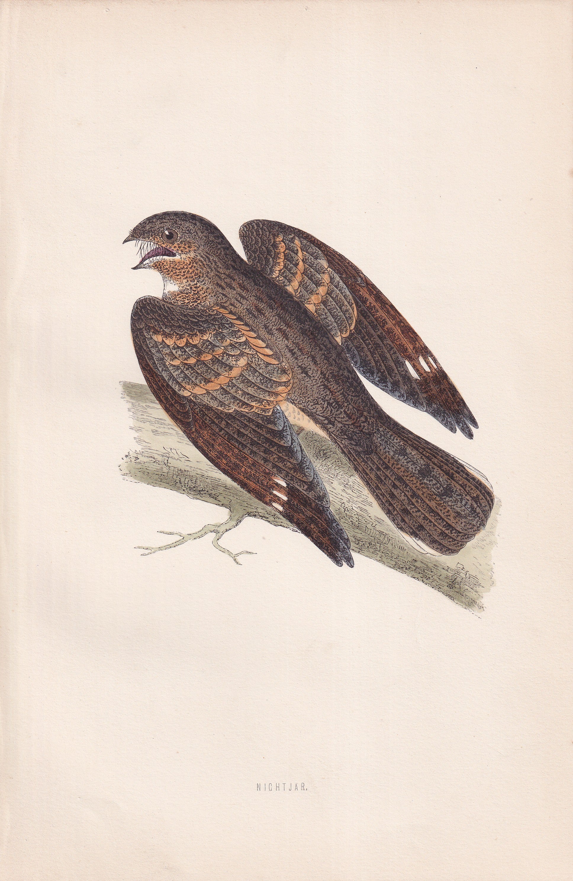 Nightjar - original 1870 hand coloured antique bird print by Alexander Francis Lydon, engraved by Benjamin Fawcett