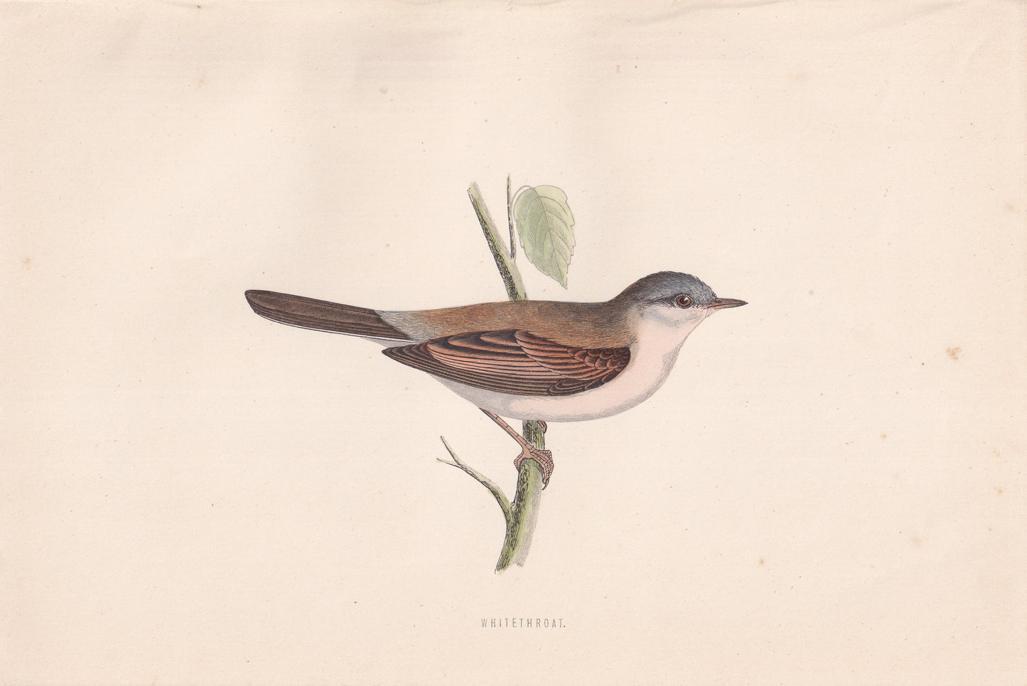 Whitethroat - original 1870 hand coloured antique bird print by Alexander Francis Lydon, engraved by Benjamin Fawcett