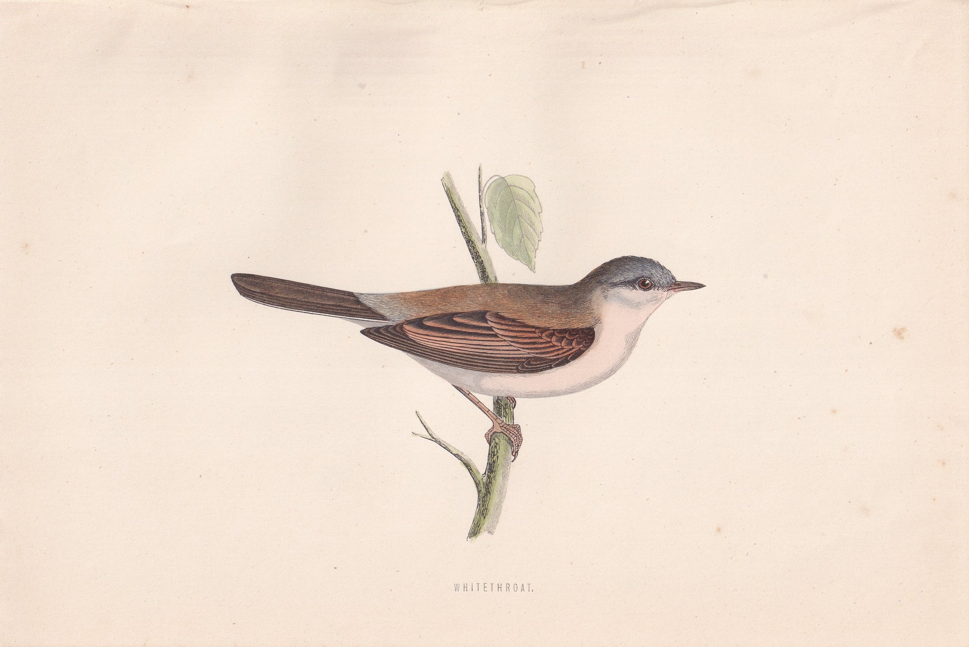 Whitethroat - original 1870 hand coloured antique bird print by Alexander Francis Lydon, engraved by Benjamin Fawcett