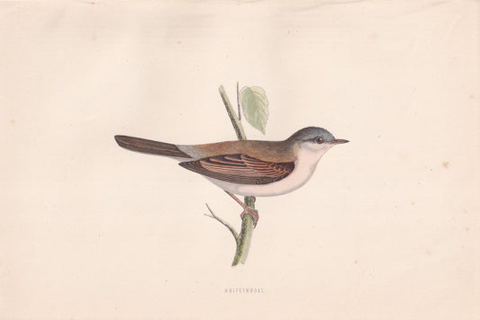 Whitethroat - original 1870 hand coloured antique bird print by Alexander Francis Lydon, engraved by Benjamin Fawcett