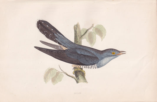 Cuckoo - original 1870 hand coloured antique bird print by Alexander Francis Lydon, engraved by Benjamin Fawcett