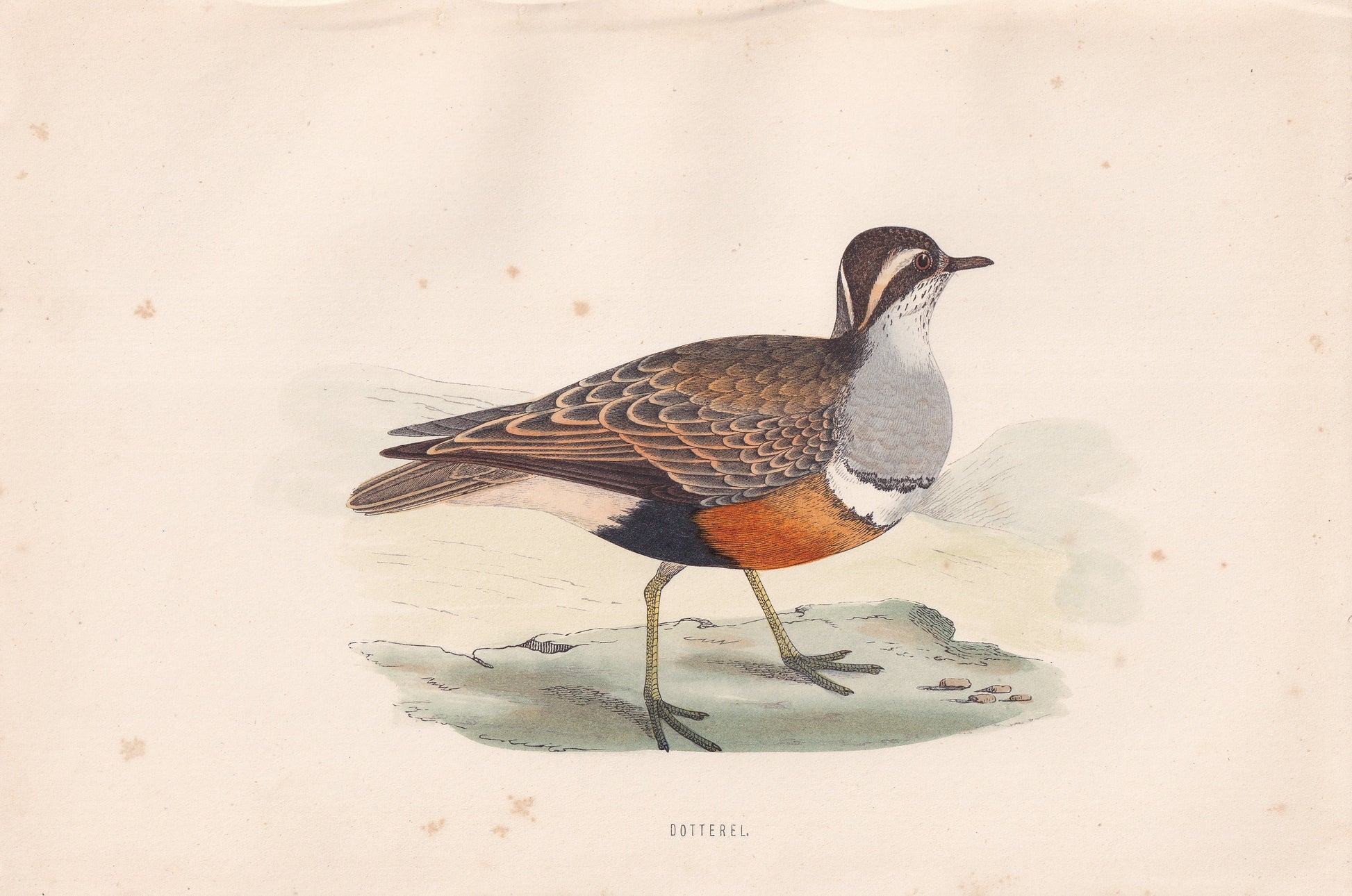 Dotterel - original 1870 hand coloured antique bird print by Alexander Francis Lydon, engraved by Benjamin Fawcett