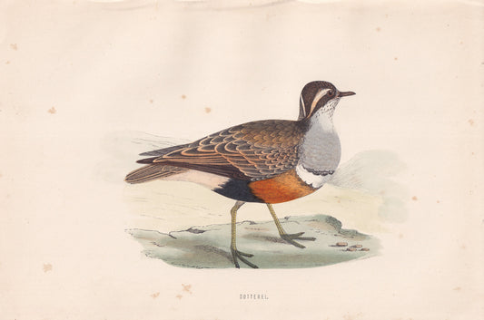 Dotterel - original 1870 hand coloured antique bird print by Alexander Francis Lydon, engraved by Benjamin Fawcett