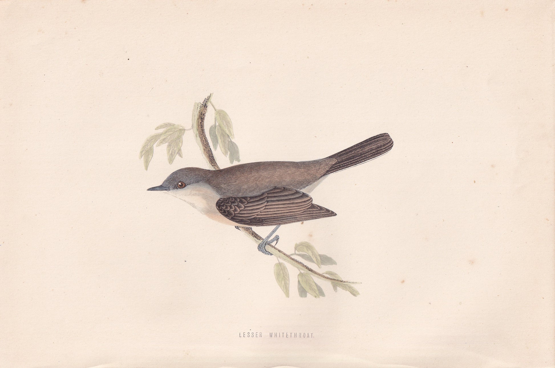 Lesser Whitethroat - original 1870 hand coloured antique bird print by Alexander Francis Lydon, engraved by Benjamin Fawcett