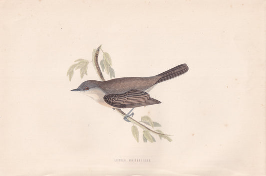 Lesser Whitethroat - original 1870 hand coloured antique bird print by Alexander Francis Lydon, engraved by Benjamin Fawcett