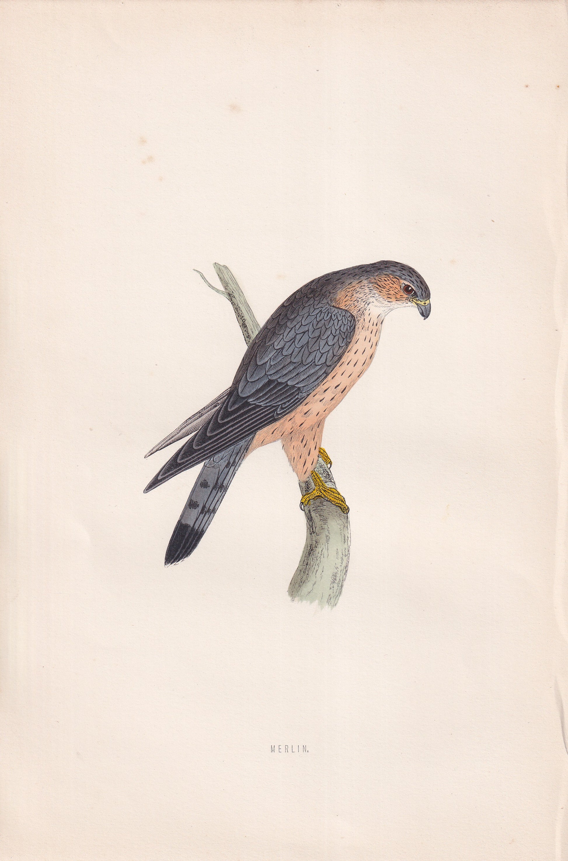 Merlin - original 1870 hand coloured antique bird print by Alexander Francis Lydon, engraved by Benjamin Fawcett
