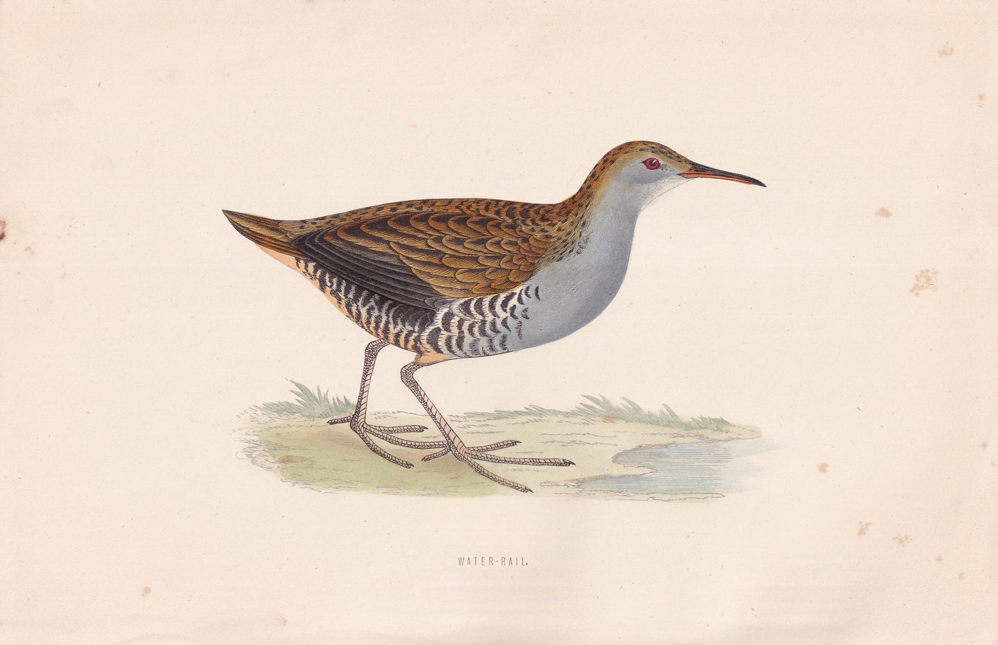 Water-Rail - original 1870 hand coloured antique bird print by Alexander Francis Lydon, engraved by Benjamin Fawcett