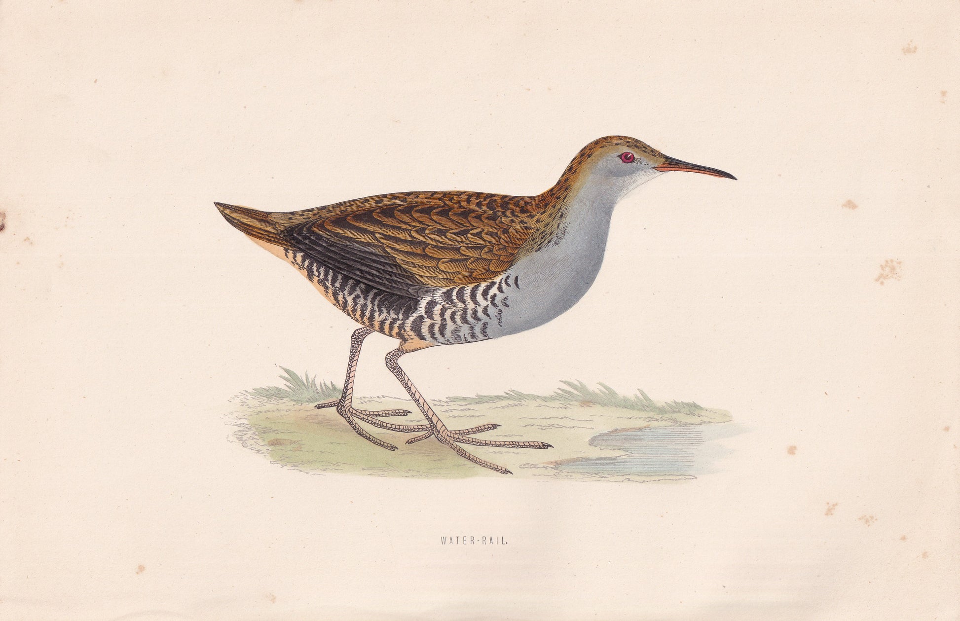 Water-Rail - original 1870 hand coloured antique bird print by Alexander Francis Lydon, engraved by Benjamin Fawcett