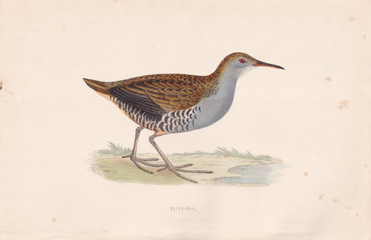 Water-Rail - original 1870 hand coloured antique bird print by Alexander Francis Lydon, engraved by Benjamin Fawcett