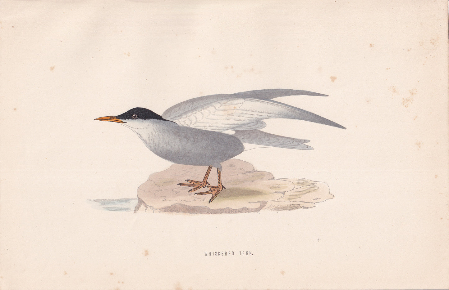 Whiskered Tern - original 1870 hand coloured antique bird print by Alexander Francis Lydon, engraved by Benjamin Fawcett