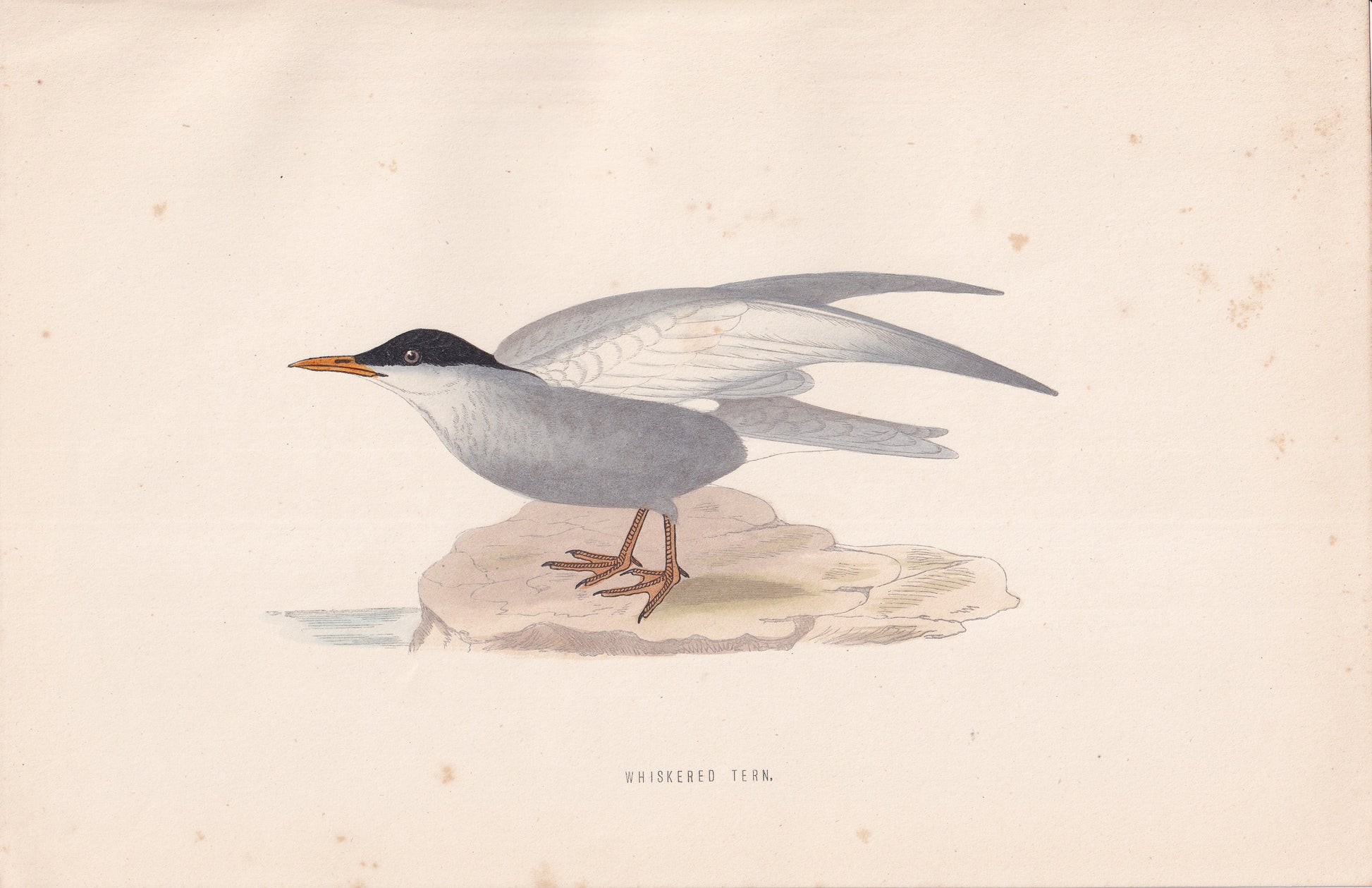Whiskered Tern - original 1870 hand coloured antique bird print by Alexander Francis Lydon, engraved by Benjamin Fawcett