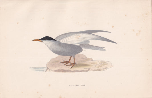 Whiskered Tern - original 1870 hand coloured antique bird print by Alexander Francis Lydon, engraved by Benjamin Fawcett