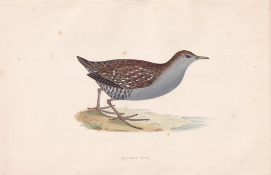 Baillon's Crake - original 1870 hand coloured antique bird print by Alexander Francis Lydon, engraved by Benjamin Fawcett
