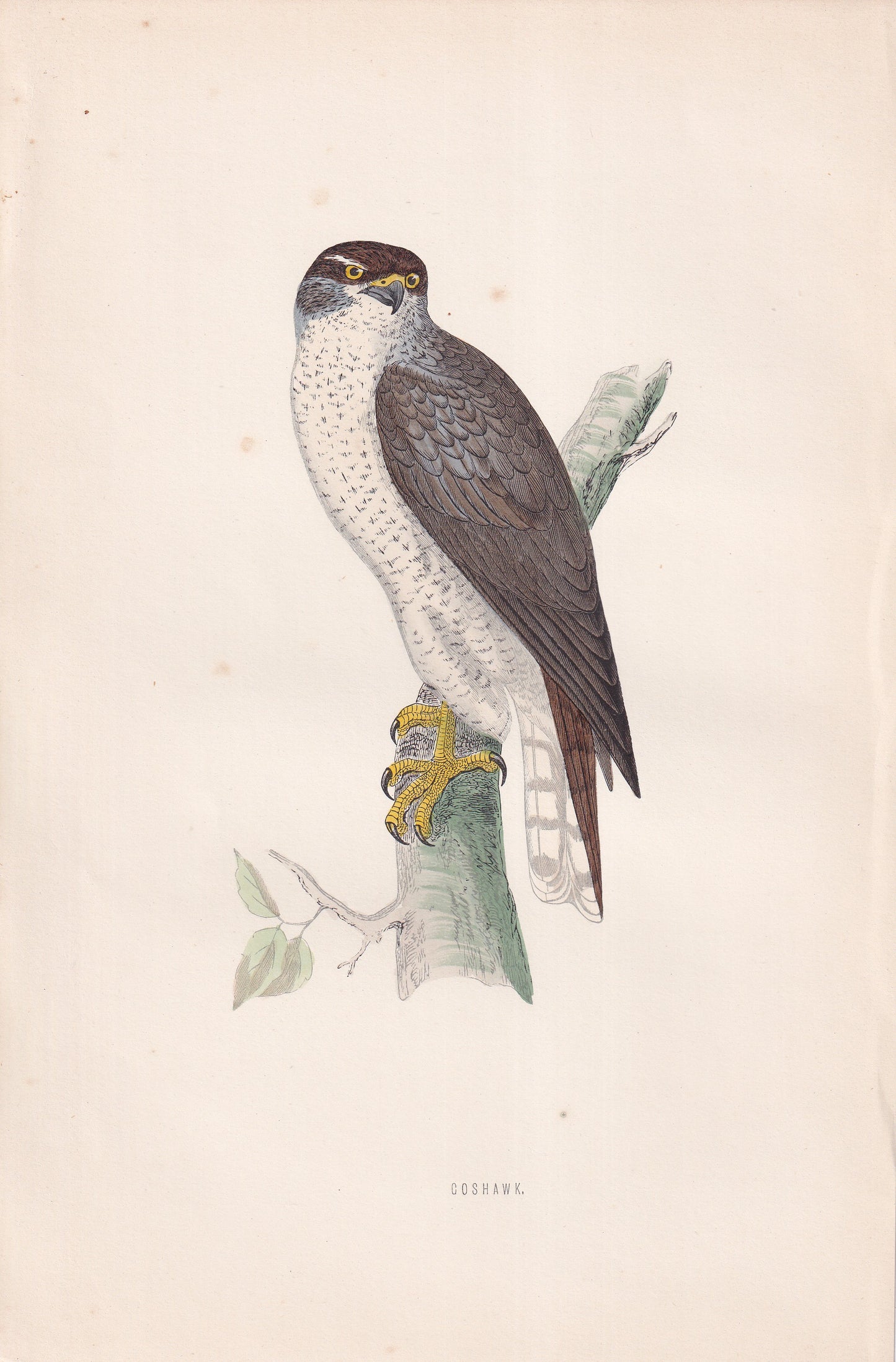 Goshawk - original 1870 hand coloured antique bird print by Alexander Francis Lydon, engraved by Benjamin Fawcett