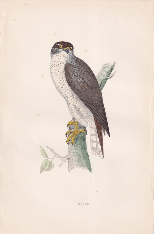 Goshawk - original 1870 hand coloured antique bird print by Alexander Francis Lydon, engraved by Benjamin Fawcett