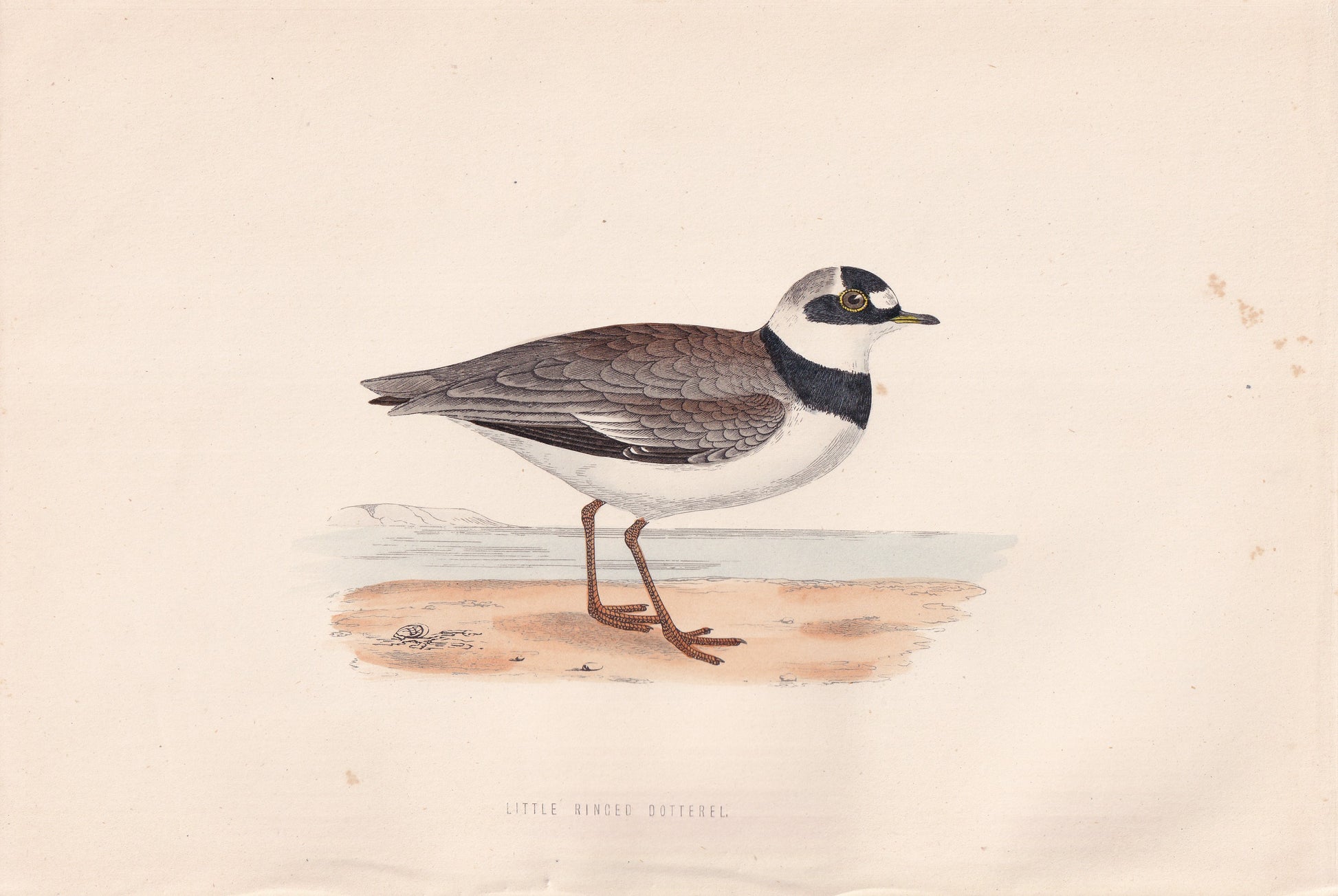 Little Ringed Dotterel - original 1870 hand coloured antique bird print by Alexander Francis Lydon, engraved by Benjamin Fawcett