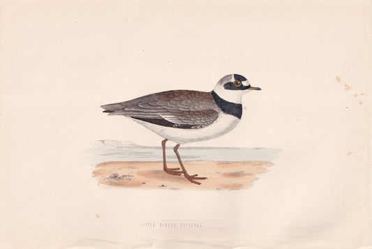 Little Ringed Dotterel - original 1870 hand coloured antique bird print by Alexander Francis Lydon, engraved by Benjamin Fawcett