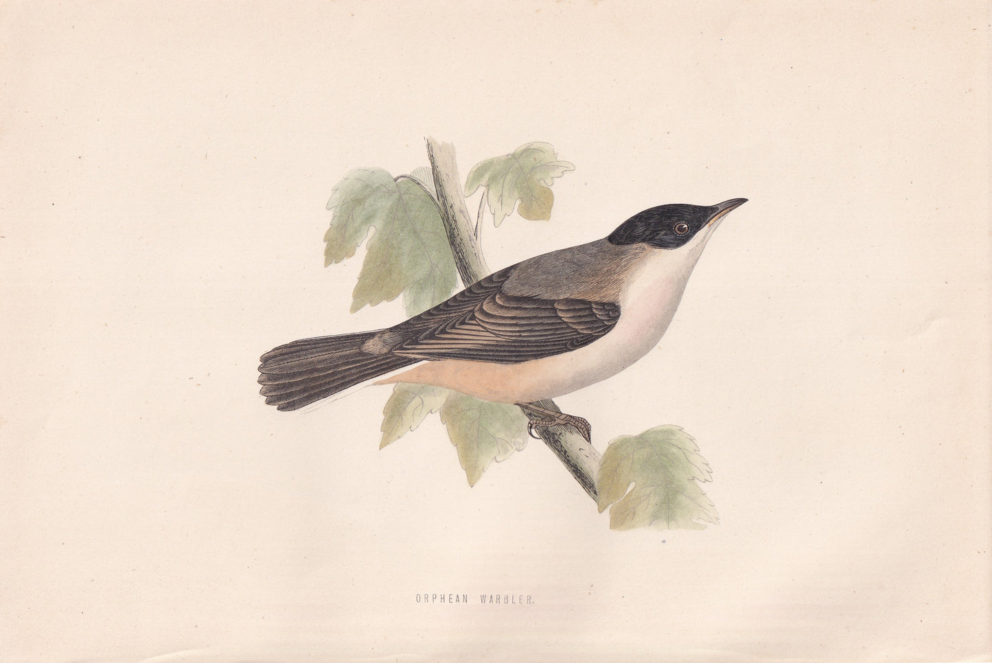 Orphean Warbler - original 1870 hand coloured antique bird print by Alexander Francis Lydon, engraved by Benjamin Fawcett