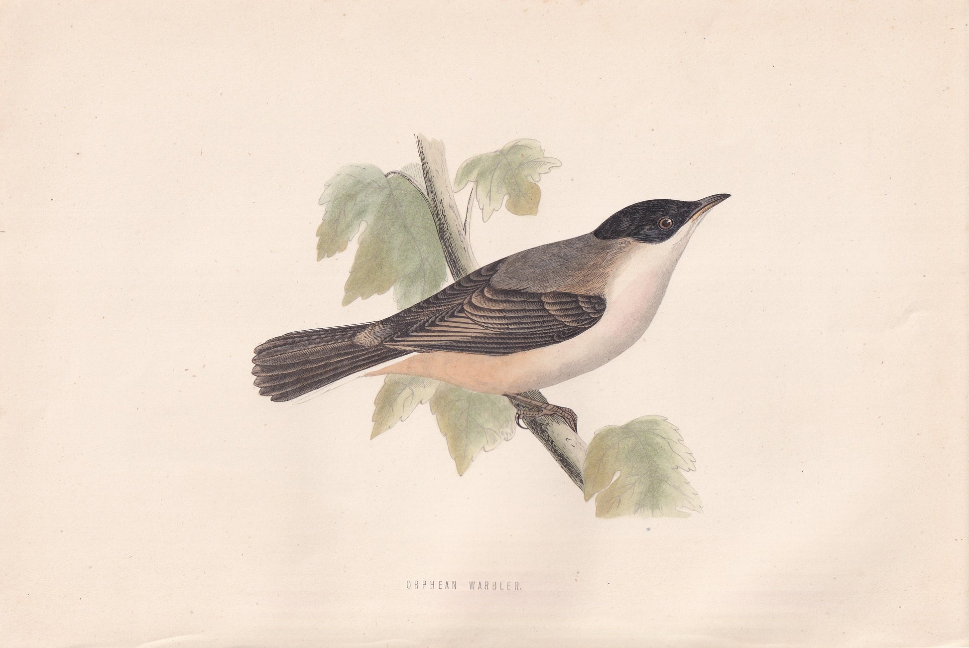 Orphean Warbler - original 1870 hand coloured antique bird print by Alexander Francis Lydon, engraved by Benjamin Fawcett