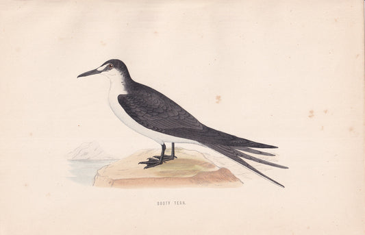 Sooty Tern - original 1870 hand coloured antique bird print by Alexander Francis Lydon, engraved by Benjamin Fawcett