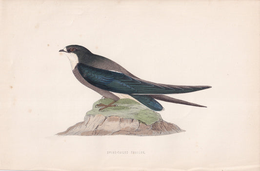 Spine-tailed Swallow - original 1870 hand coloured antique bird print by Alexander Francis Lydon, engraved by Benjamin Fawcett