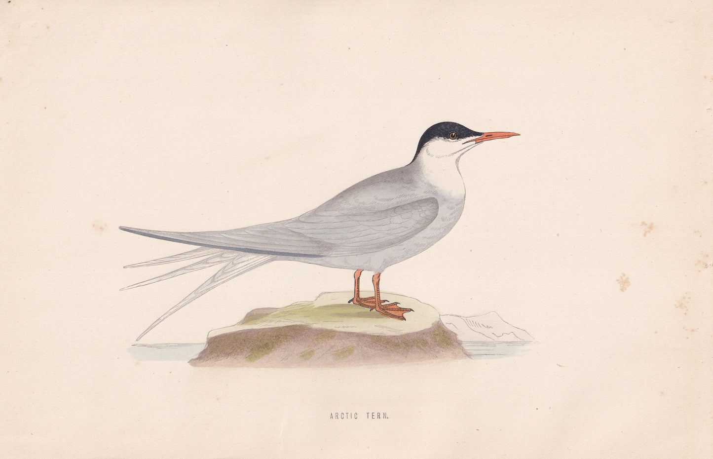Arctic Tern - original 1870 hand coloured antique bird print by Alexander Francis Lydon, engraved by Benjamin Fawcett