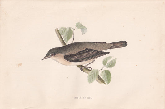 Garden Warbler - original 1870 hand coloured antique bird print by Alexander Francis Lydon, engraved by Benjamin Fawcett