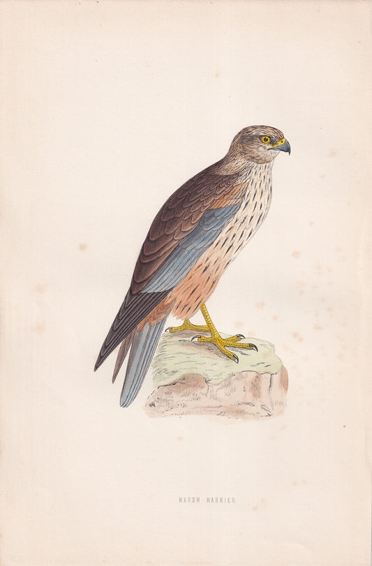 Marsh Harrier - original 1870 hand coloured antique bird print by Alexander Francis Lydon, engraved by Benjamin Fawcett