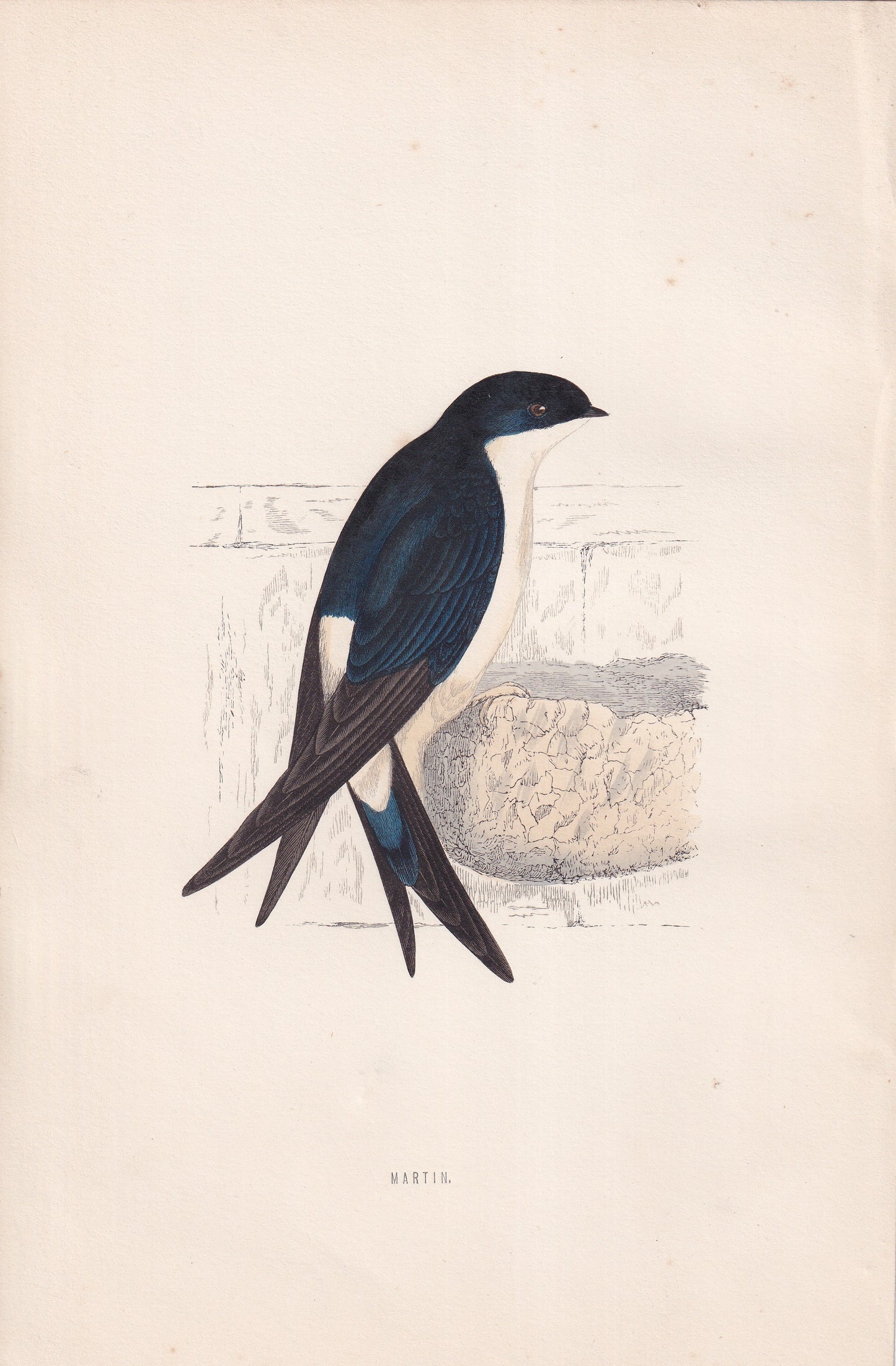 Martin - original 1870 hand coloured antique bird print by Alexander Francis Lydon, engraved by Benjamin Fawcett