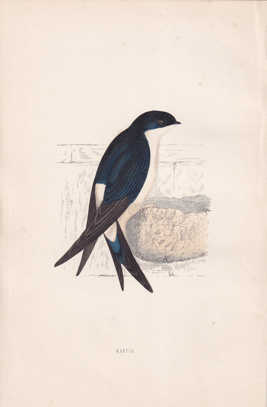 Martin - original 1870 hand coloured antique bird print by Alexander Francis Lydon, engraved by Benjamin Fawcett
