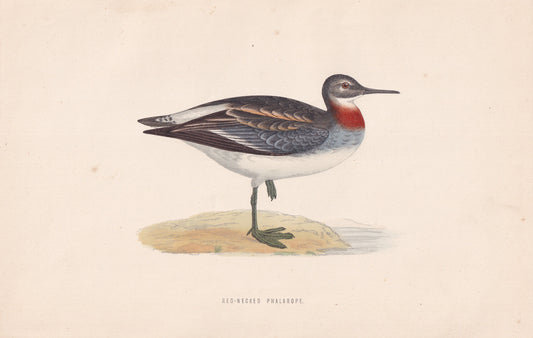 Red-necked Phalarope - original 1870 hand coloured antique bird print by Alexander Francis Lydon, engraved by Benjamin Fawcett