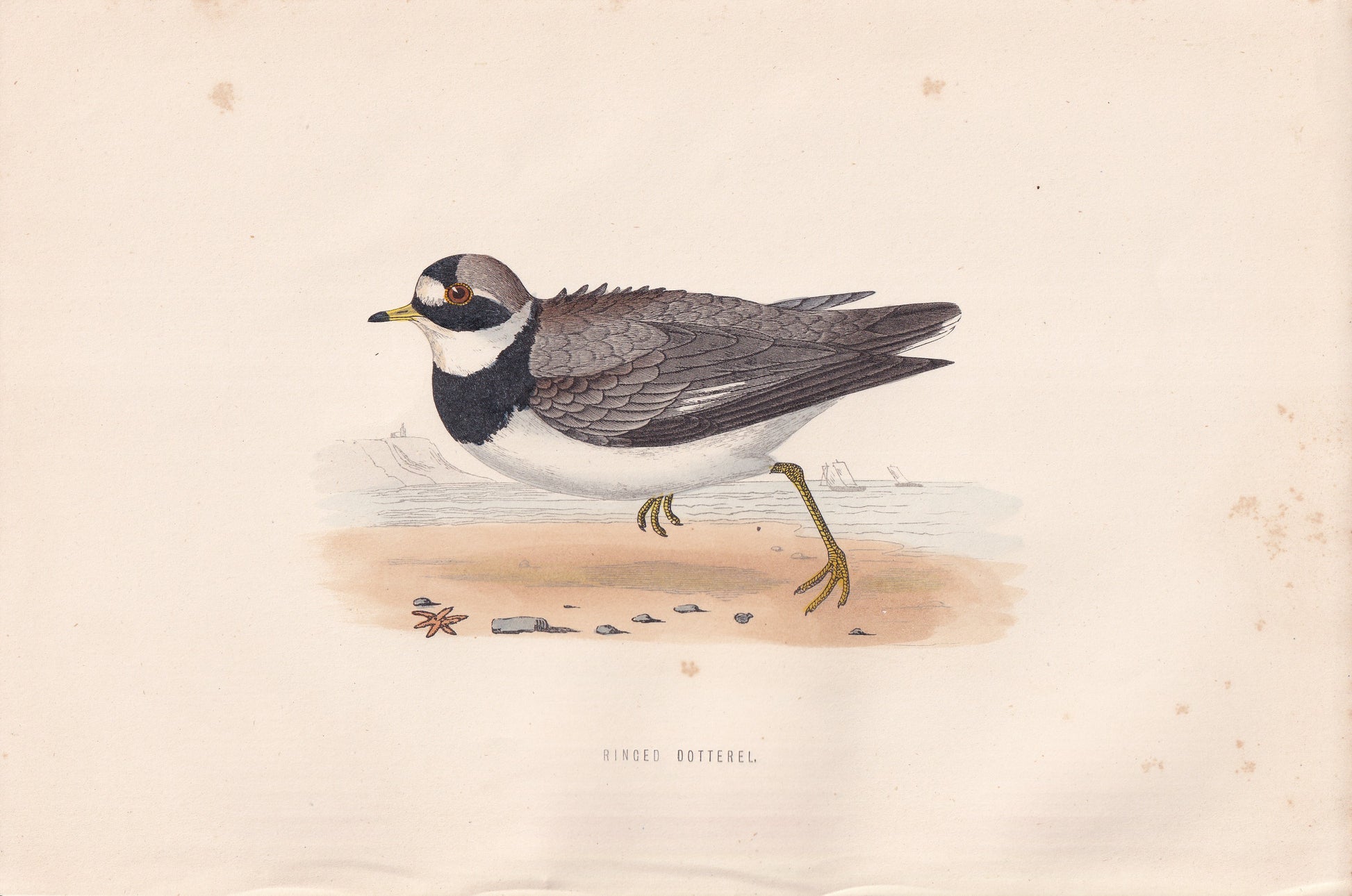 Ringed Dotterel - original 1870 hand coloured antique bird print by Alexander Francis Lydon, engraved by Benjamin Fawcett