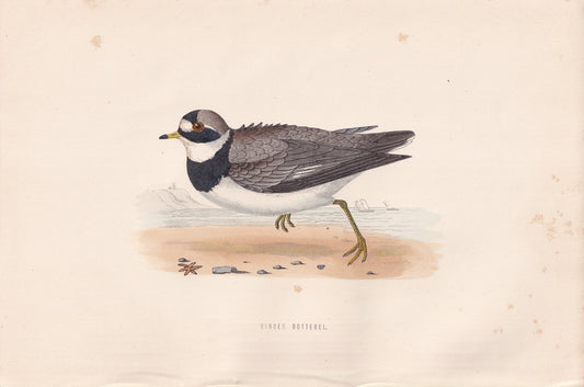 Ringed Dotterel - original 1870 hand coloured antique bird print by Alexander Francis Lydon, engraved by Benjamin Fawcett