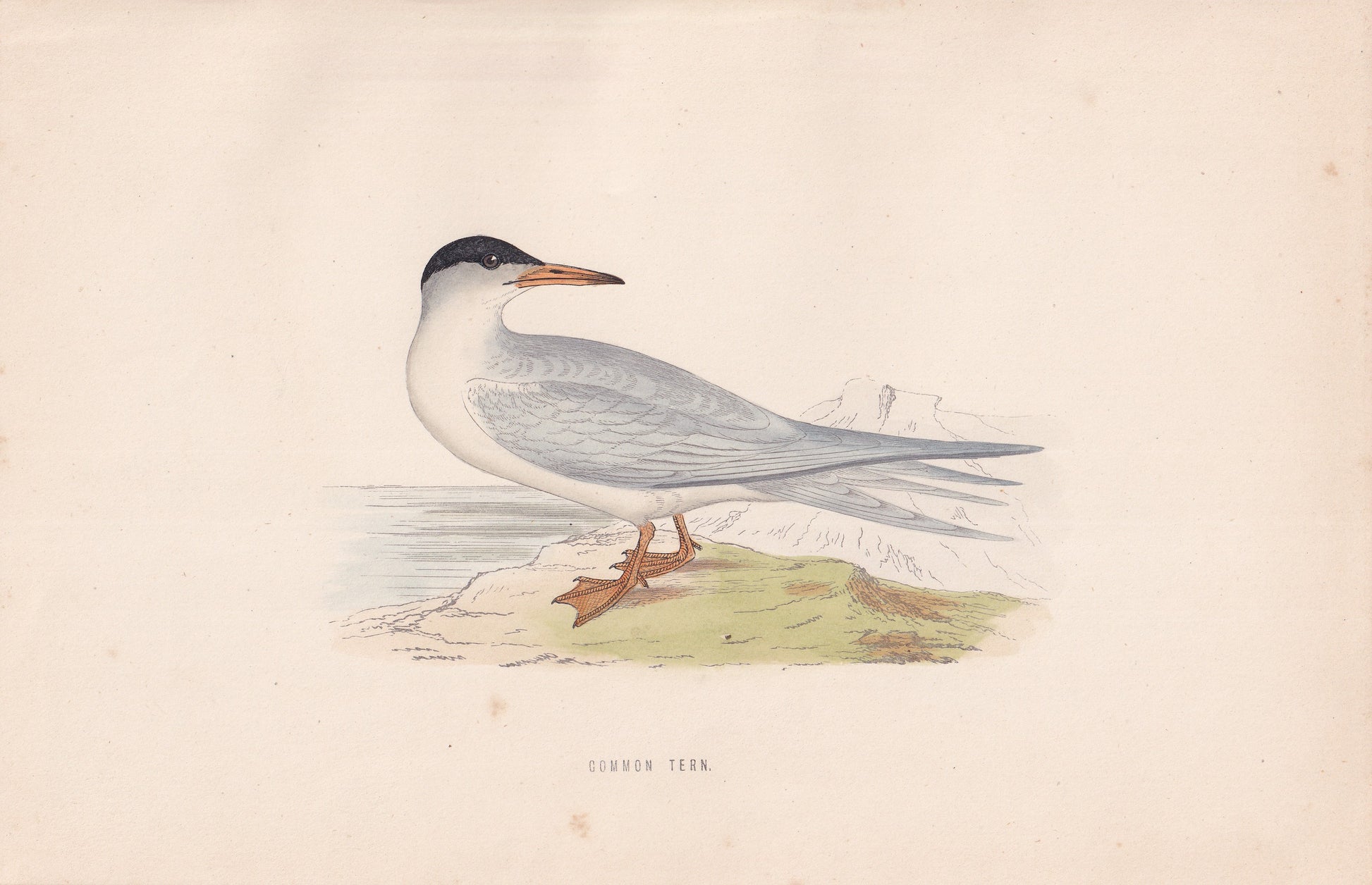 Common Tern - original 1870 hand coloured antique bird print by Alexander Francis Lydon, engraved by Benjamin Fawcett