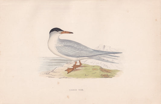 Common Tern - original 1870 hand coloured antique bird print by Alexander Francis Lydon, engraved by Benjamin Fawcett