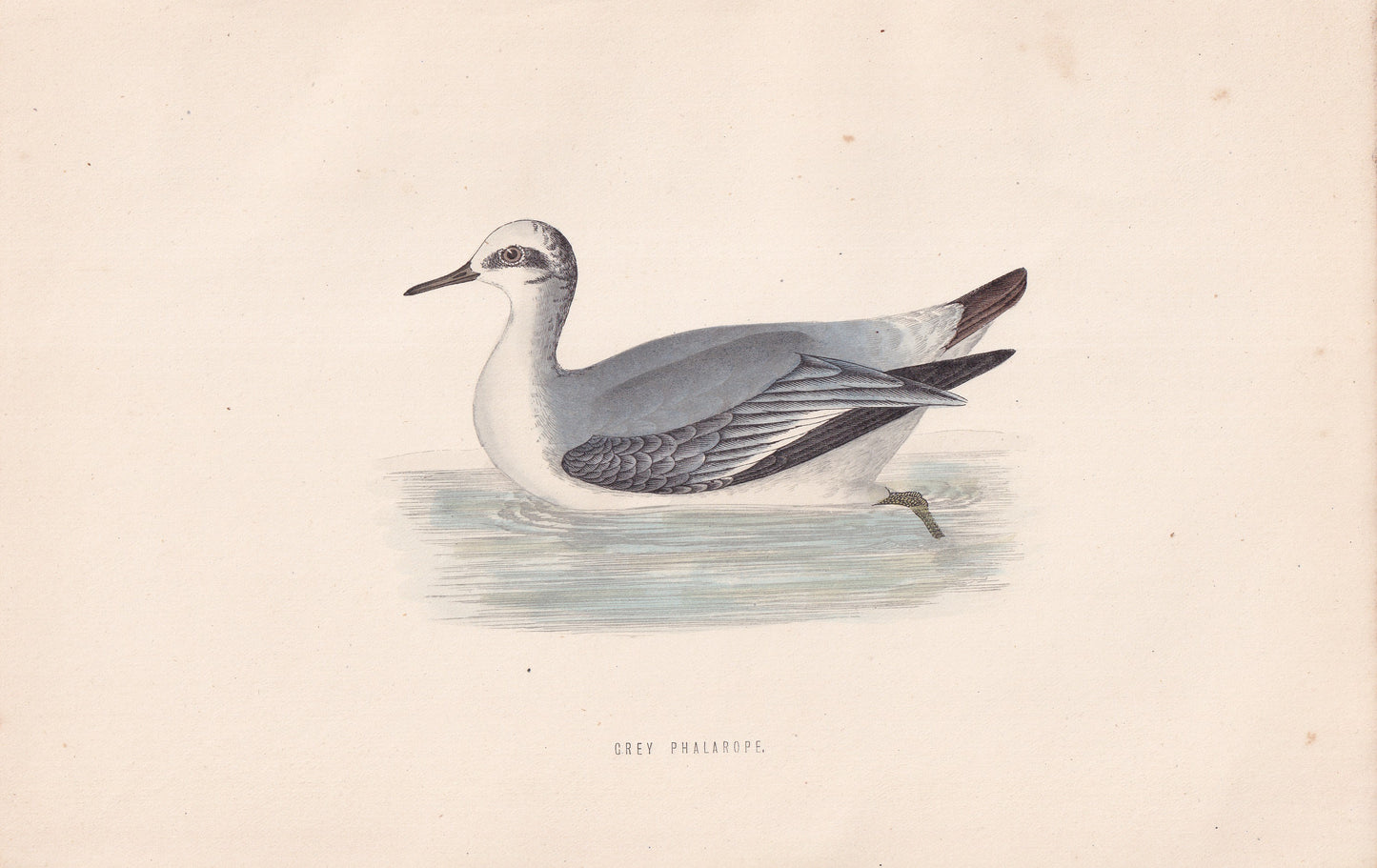 Grey Phalarope - original 1870 hand coloured antique bird print by Alexander Francis Lydon, engraved by Benjamin Fawcett