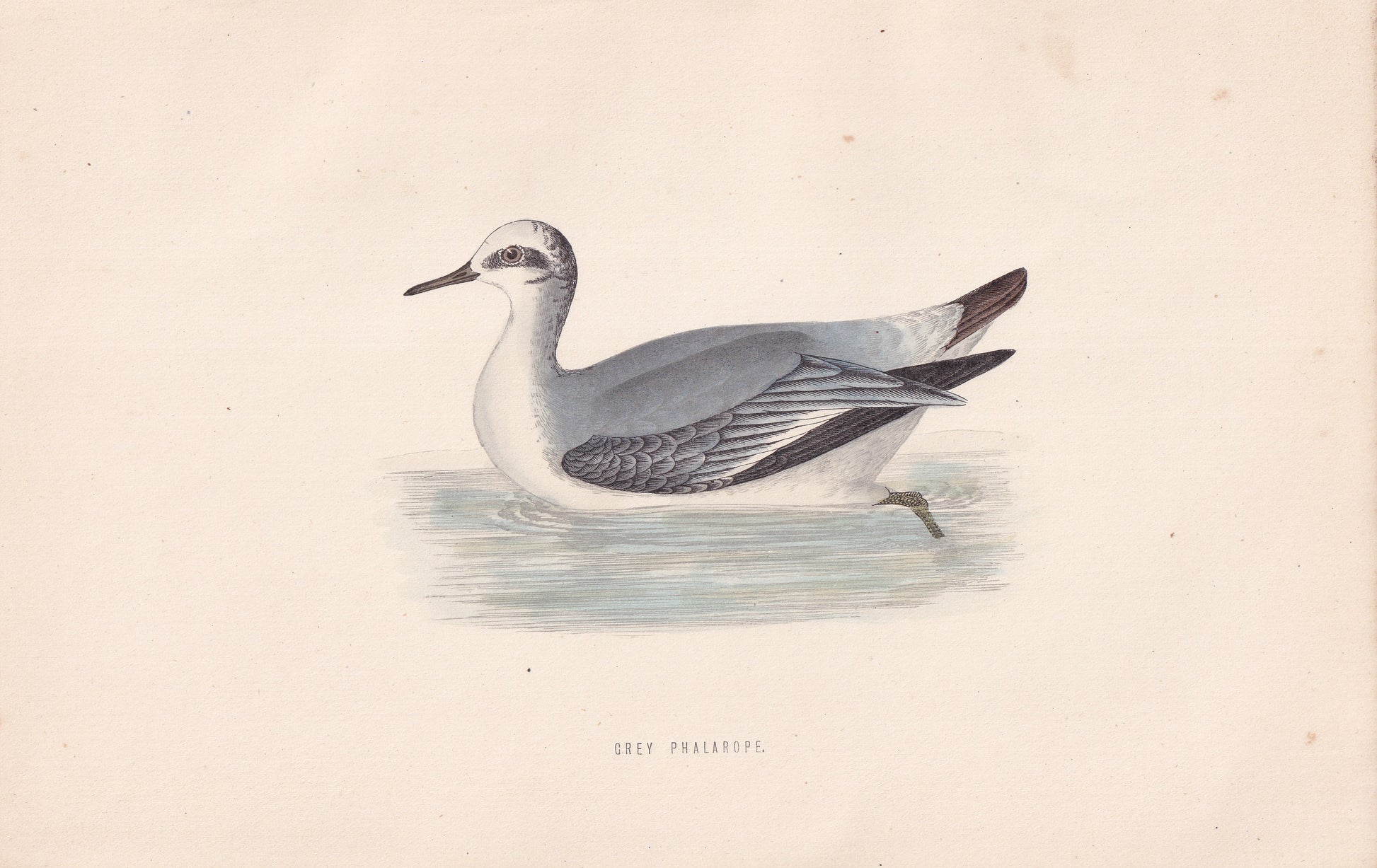 Grey Phalarope - original 1870 hand coloured antique bird print by Alexander Francis Lydon, engraved by Benjamin Fawcett