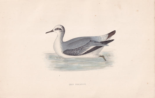 Grey Phalarope - original 1870 hand coloured antique bird print by Alexander Francis Lydon, engraved by Benjamin Fawcett