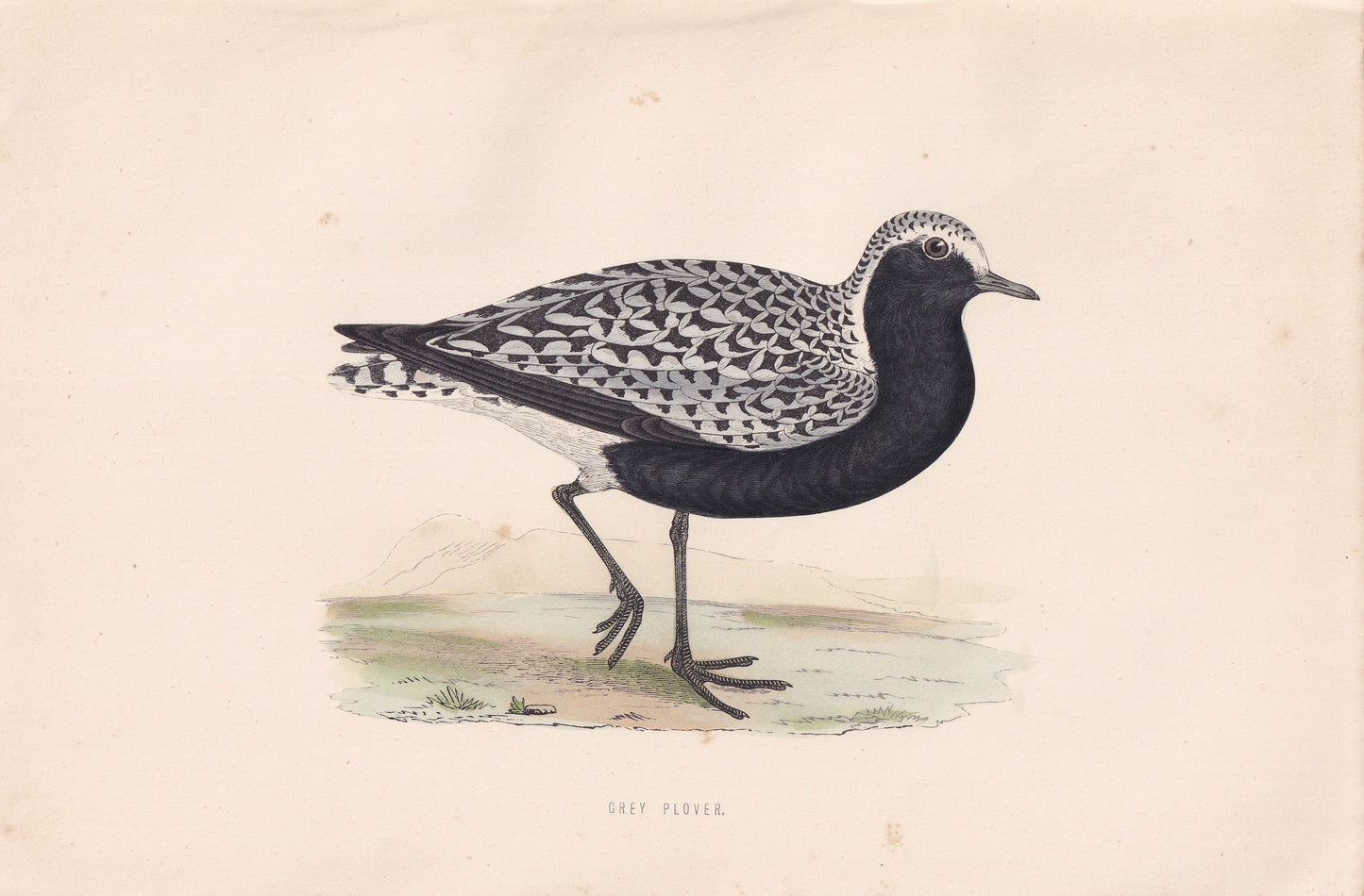 Grey Plover - original 1870 hand coloured antique bird print by Alexander Francis Lydon, engraved by Benjamin Fawcett